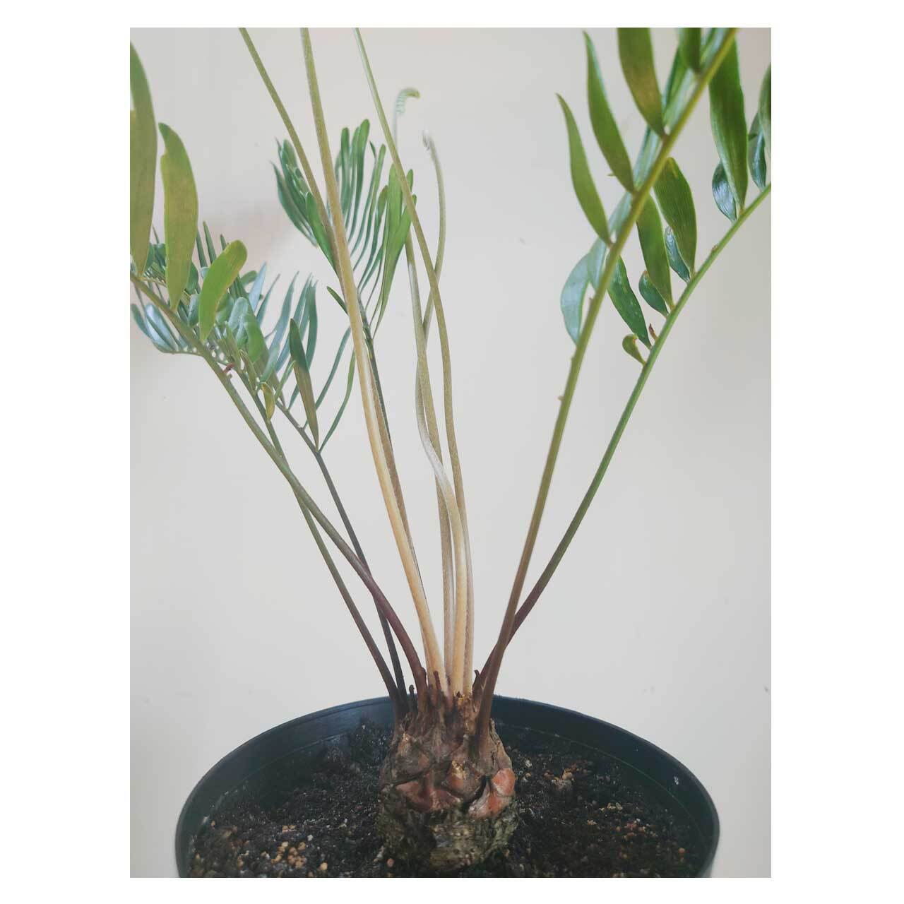 Zamia floridana | Seeding