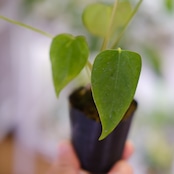 Anthurium Queen of Heart / アンスリウム クイーン オブ ハート⑰ / 観葉植物