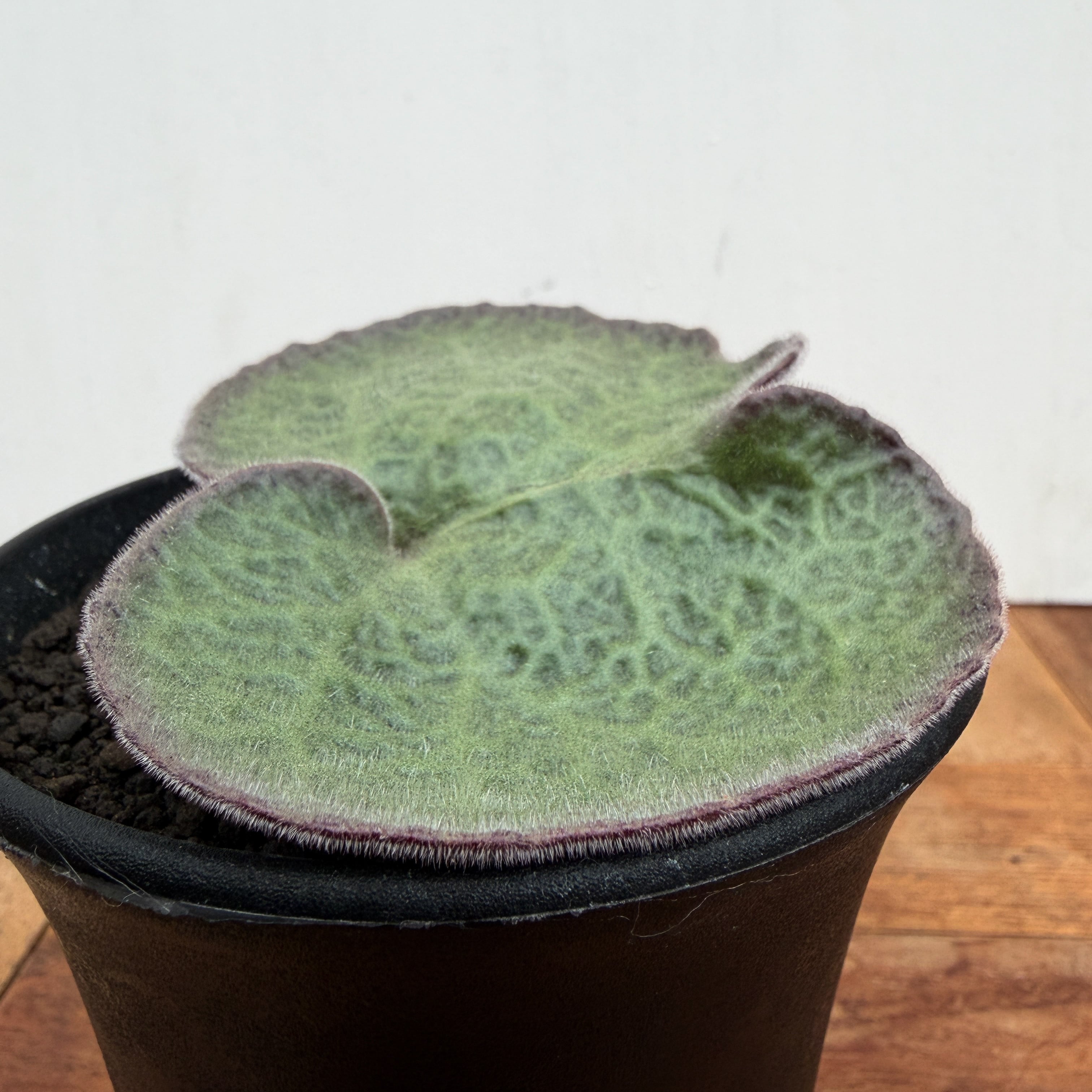 Tyrecodon singularis【チレコドン・シングラリス】 | RIMO'S GREEN