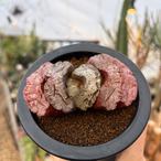 Haworthia 玉扇　【塚原写楽】