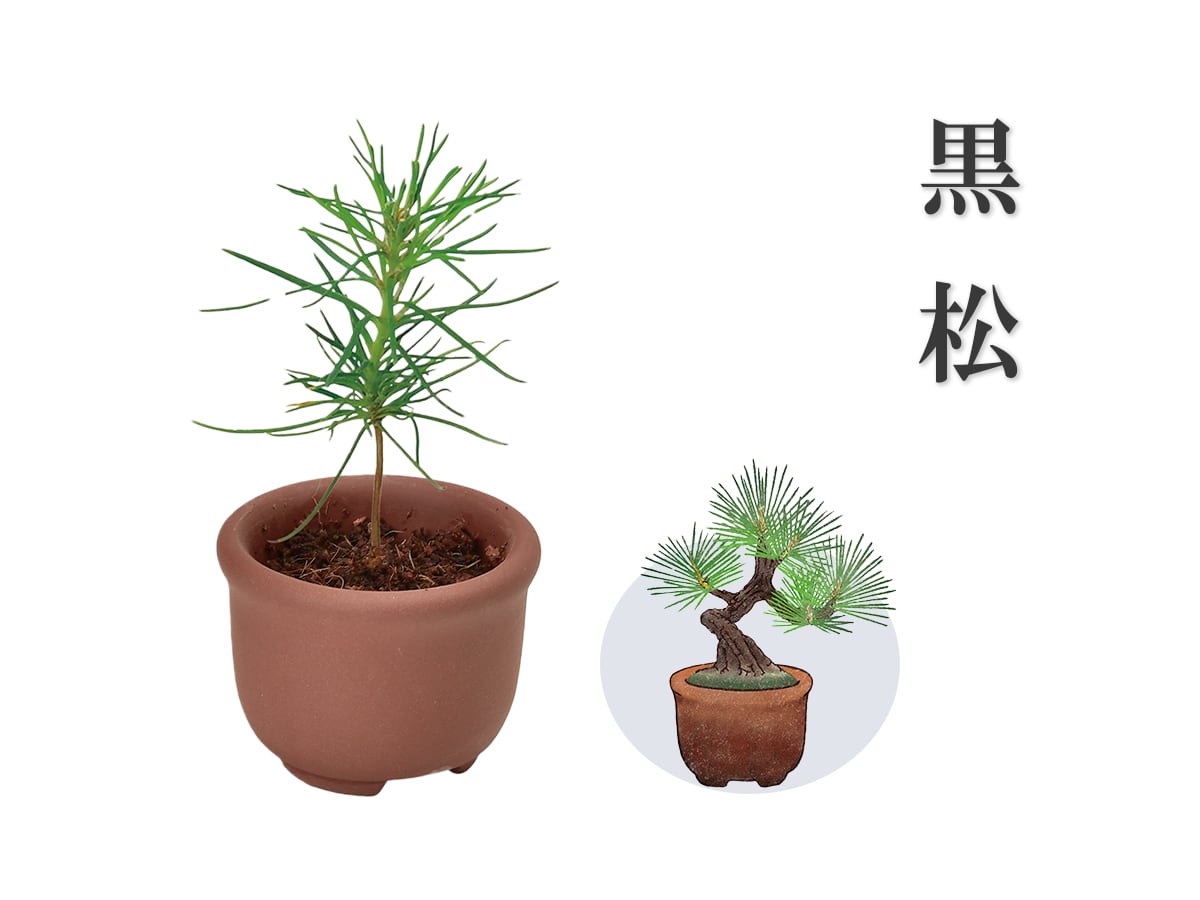 盆栽 豆鉢 植木鉢 セット 50個くらい