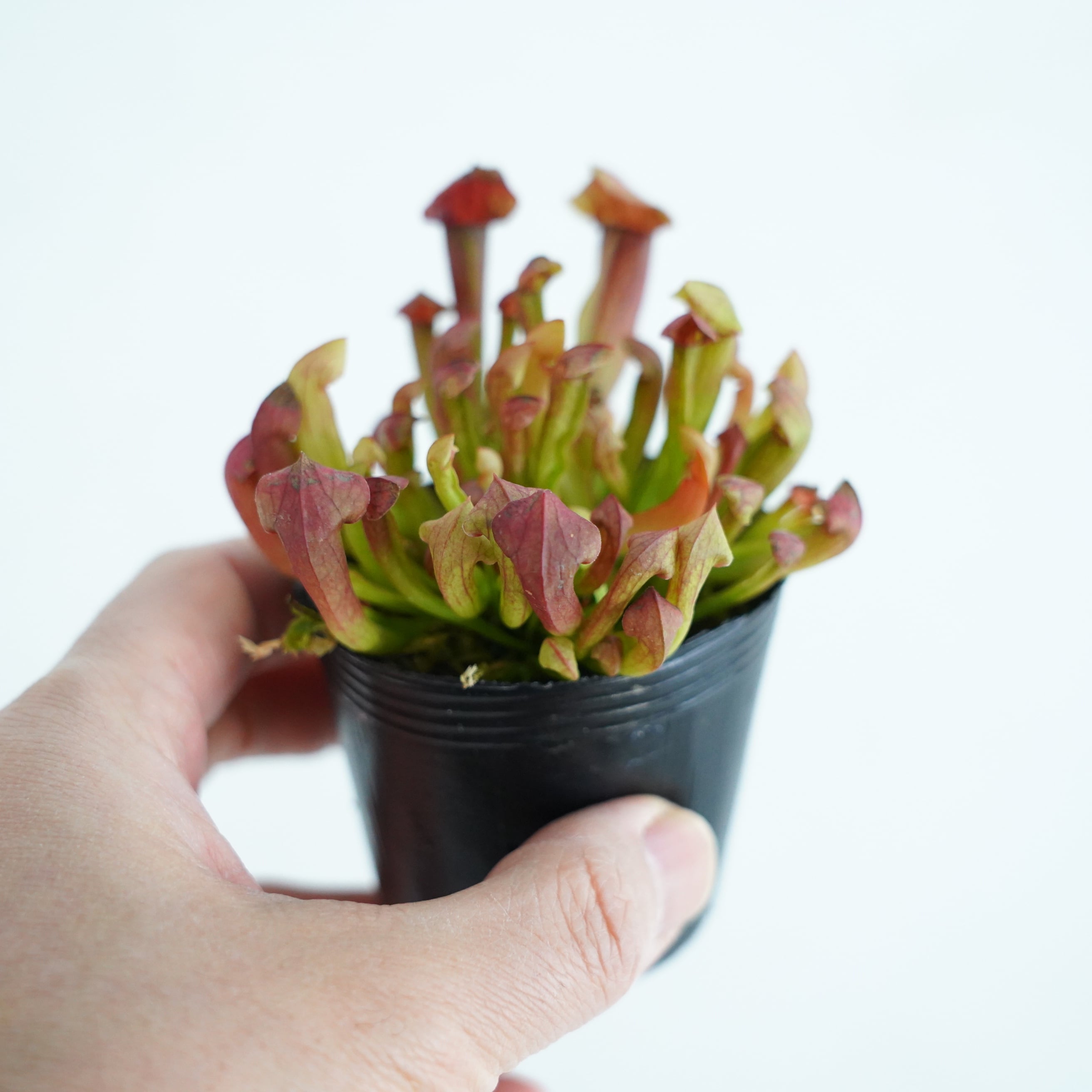 サラセニア kurichan サラセニア マルーン Sarracenia Maroon【食虫植物】 苔テラリウム作製