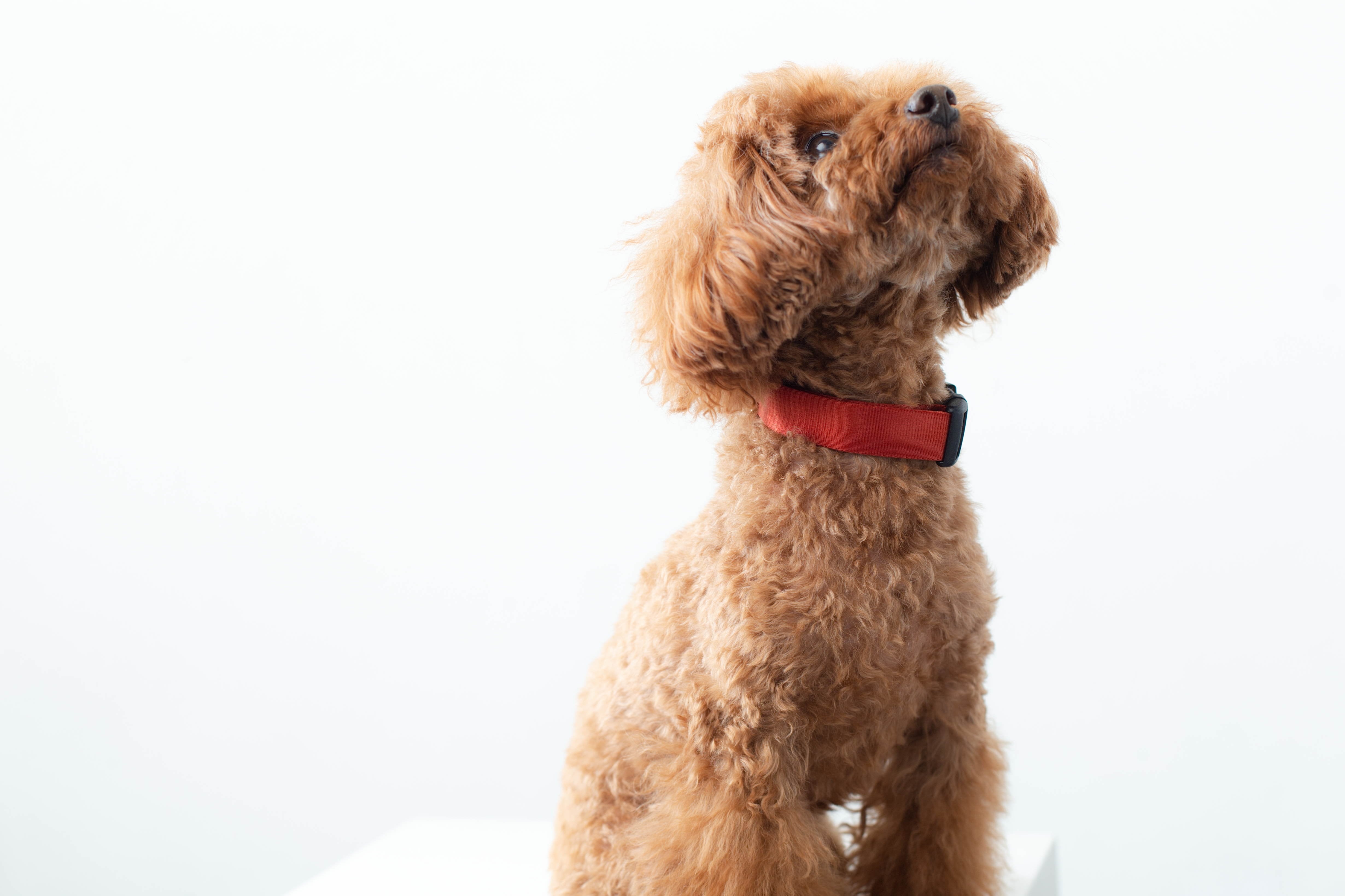 スペイン製 高級犬用首輪(M)とリード（最大2m) Peruvian Pikes