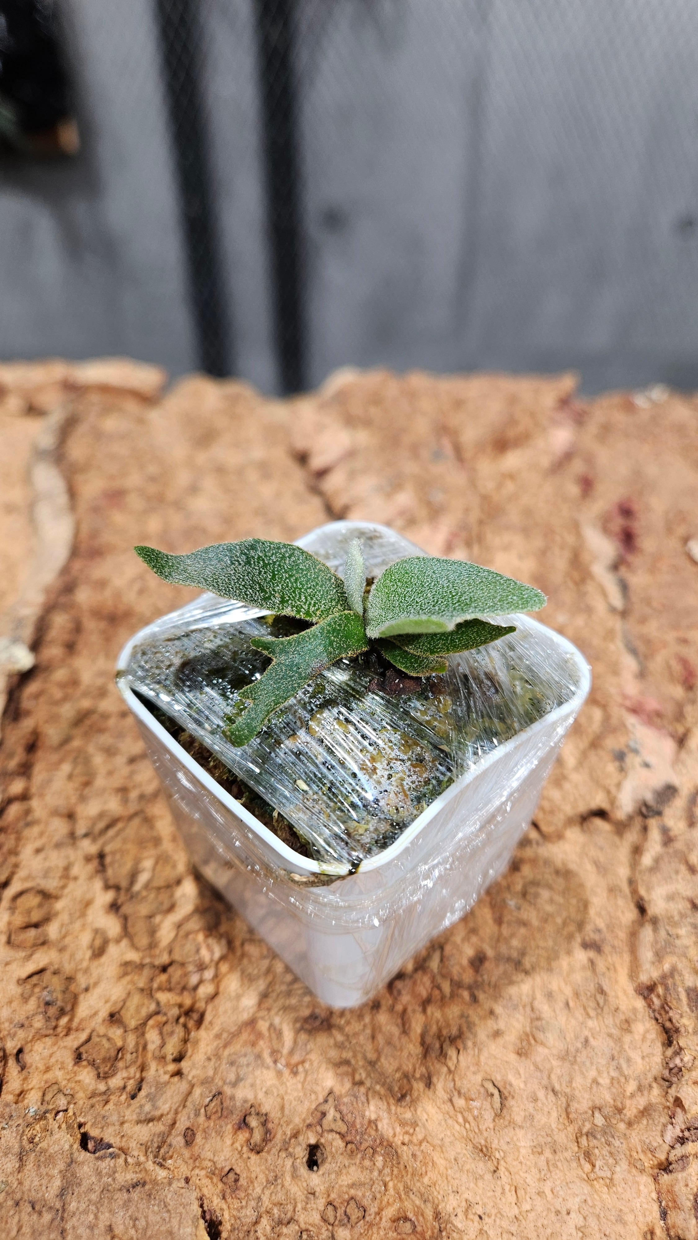 P.Mew 夢幻 Sporelings 【artPLANTs/PLANTS GARAGE 】ビカクシダ