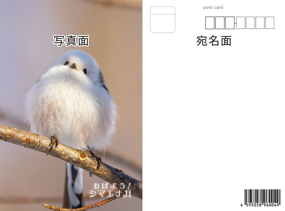 シマエナガ ポストカード ④ | シマエナガショップ