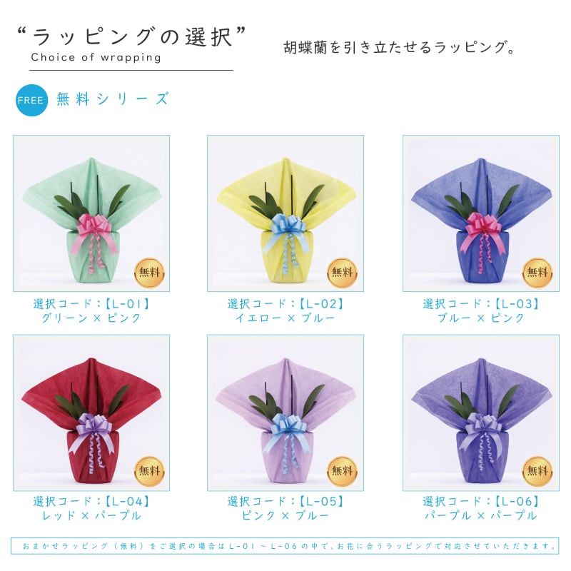 純国産 胡蝶蘭 中輪 5-6本立ち 60輪～ 個性的 【白紫（はくし）中輪 白