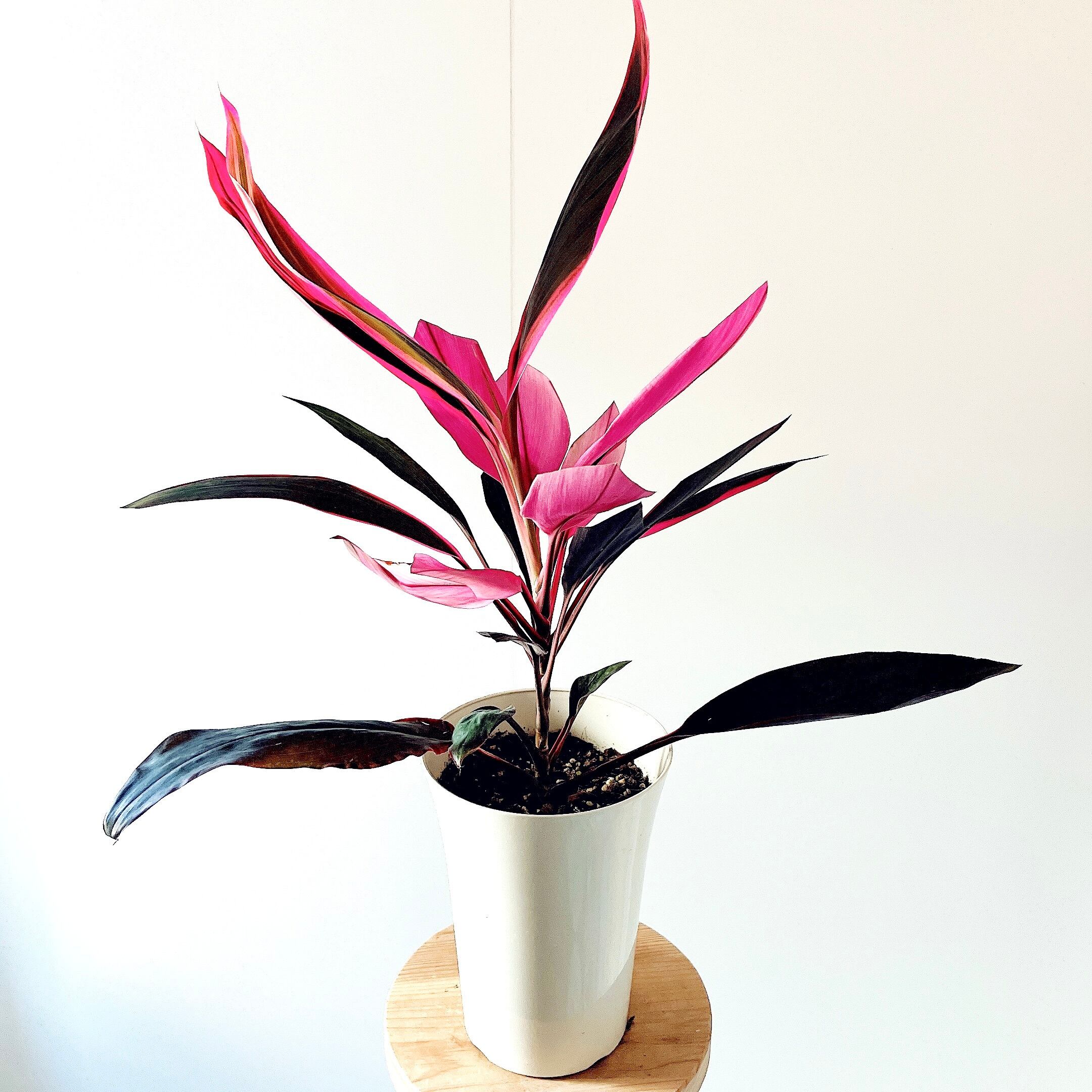 コルジリネ ジョンクラスレッド 7号鉢 観葉植物 calm cafe コルジリネ ジョンクラスレッド アート空間 観葉植物 calm cafe | calm