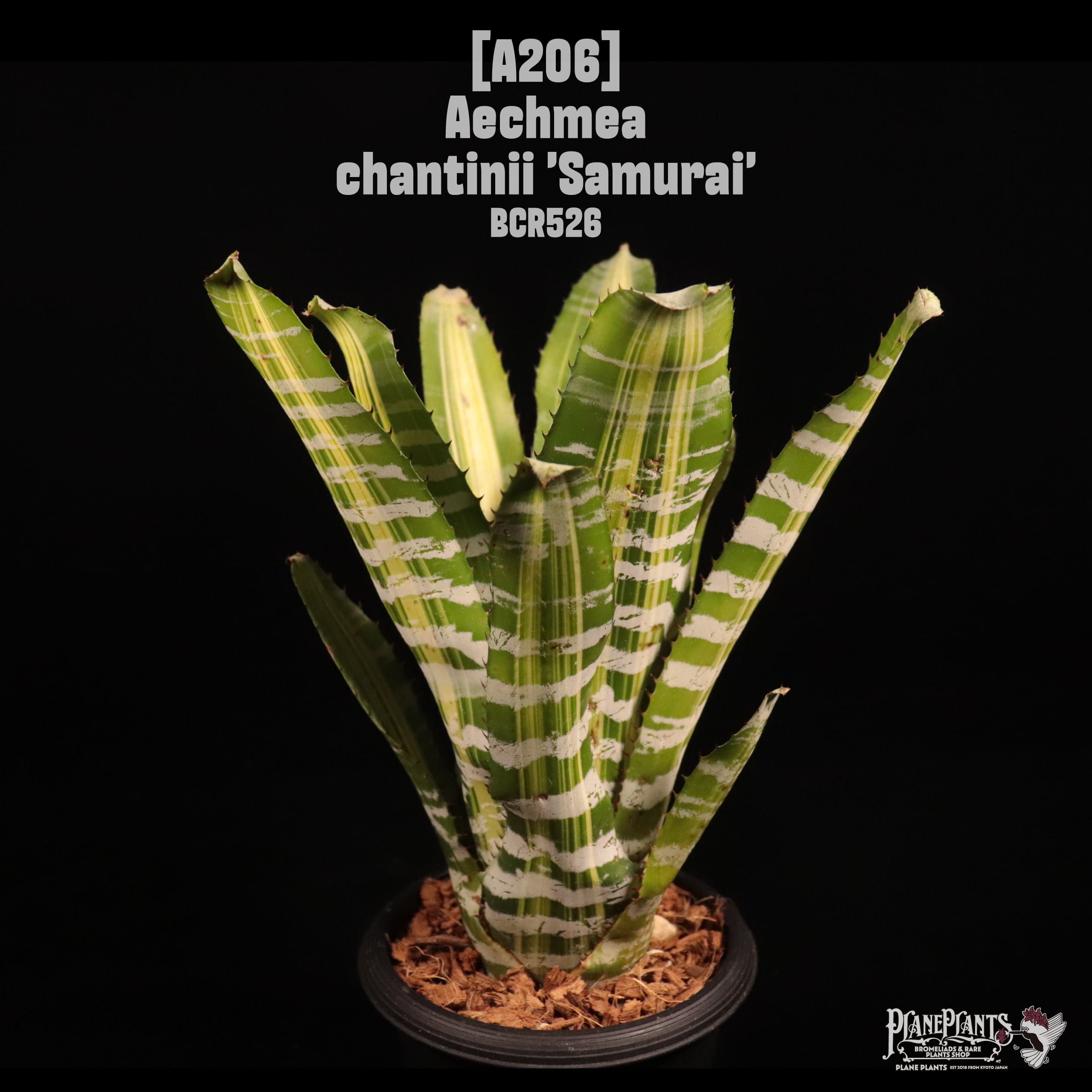 Aechmea | plane plants