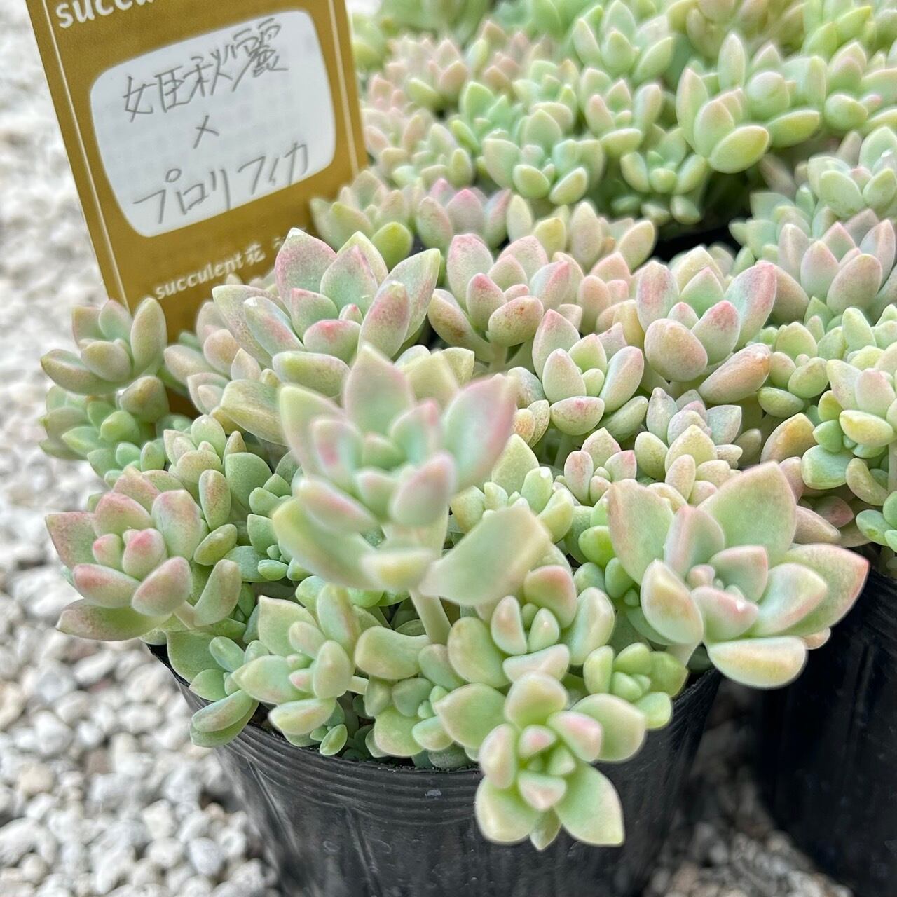 ALL ITEM | Succulent 花うらら 〜多肉植物