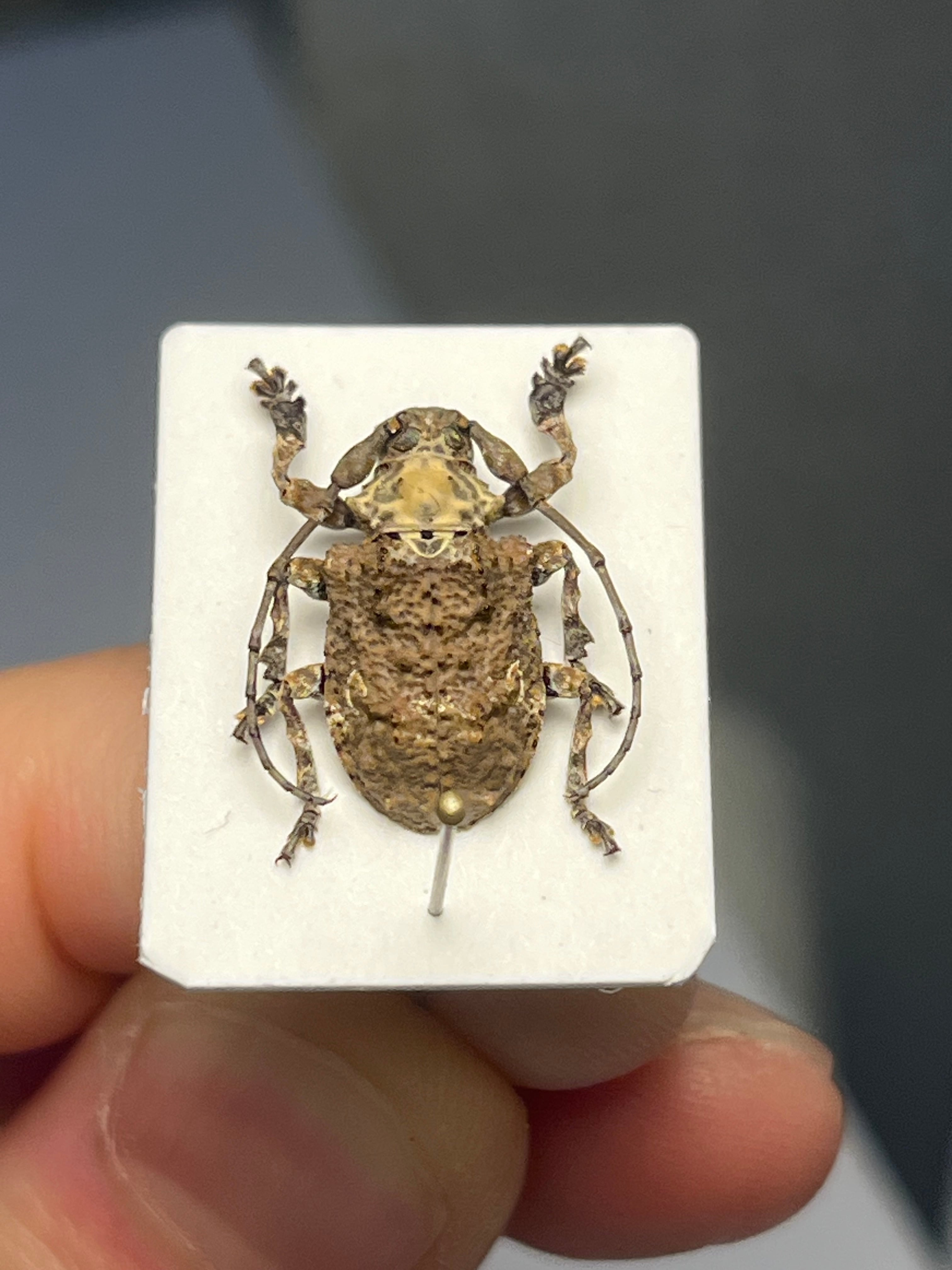 毒刺甲虫】サソリカミキリ 昆虫標本 Onychocerus scorpio ウスバ