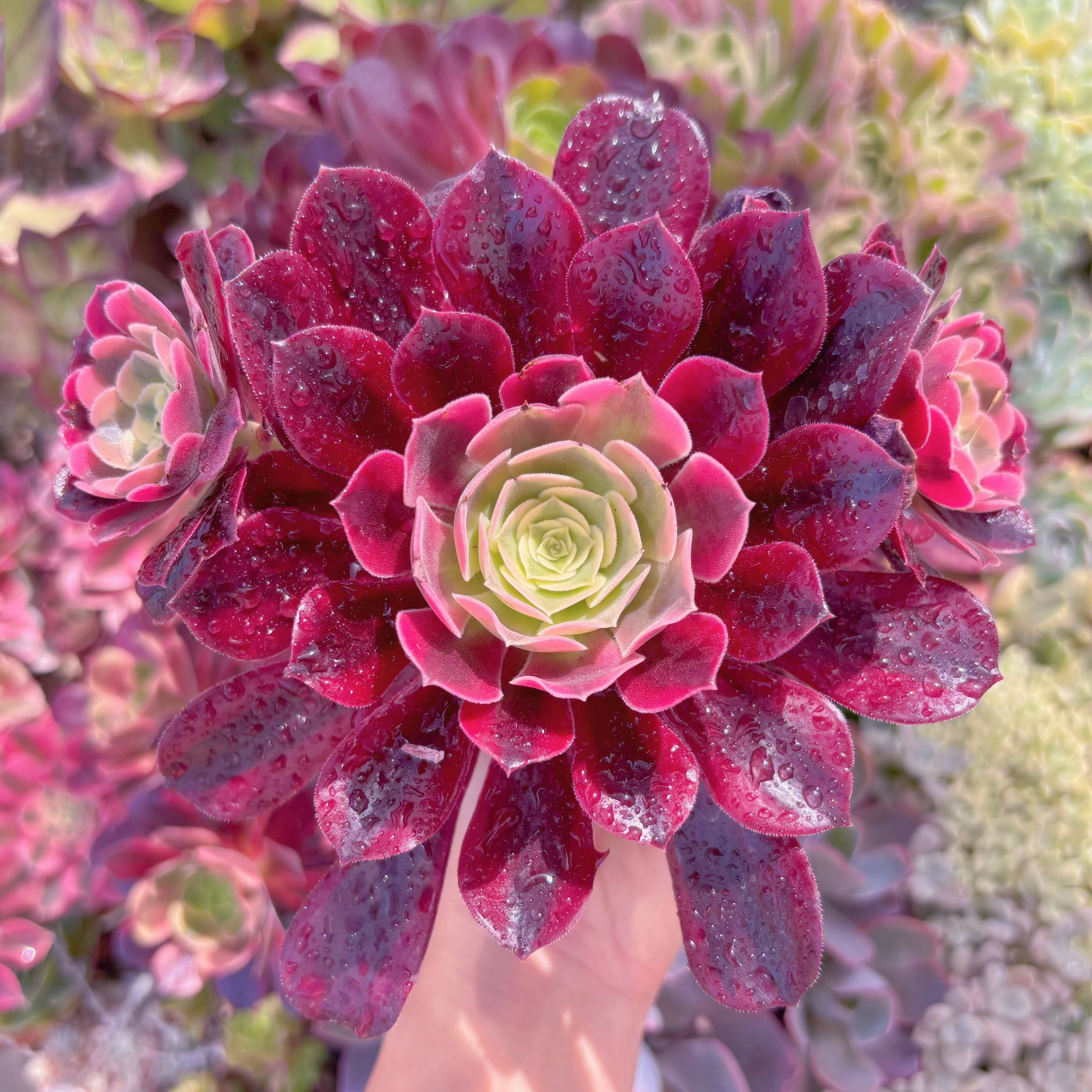 現品　メデューサ#070　るる農園