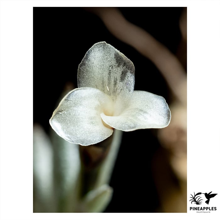 ブロメリア・エアープランツ Tillandsia capillaris HR7101 Tillandsia capillaris HR7101c (White Flower) | PINEAPPLES