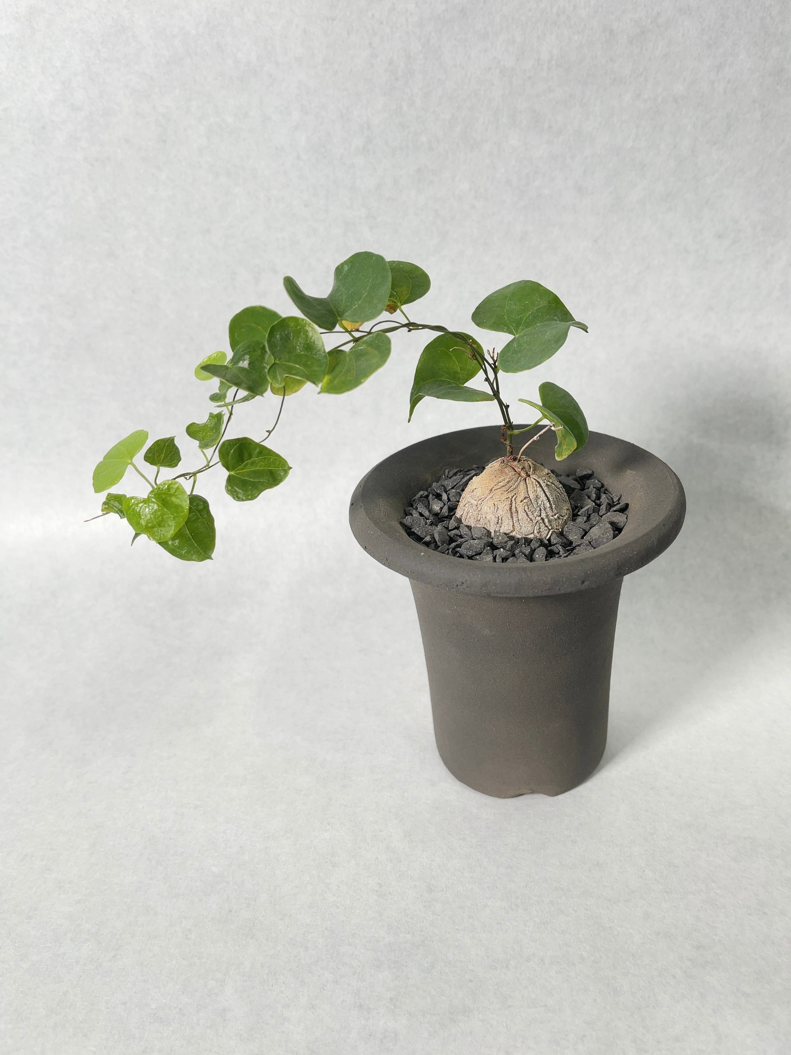 ディオスコレア・亀甲竜 | trigger