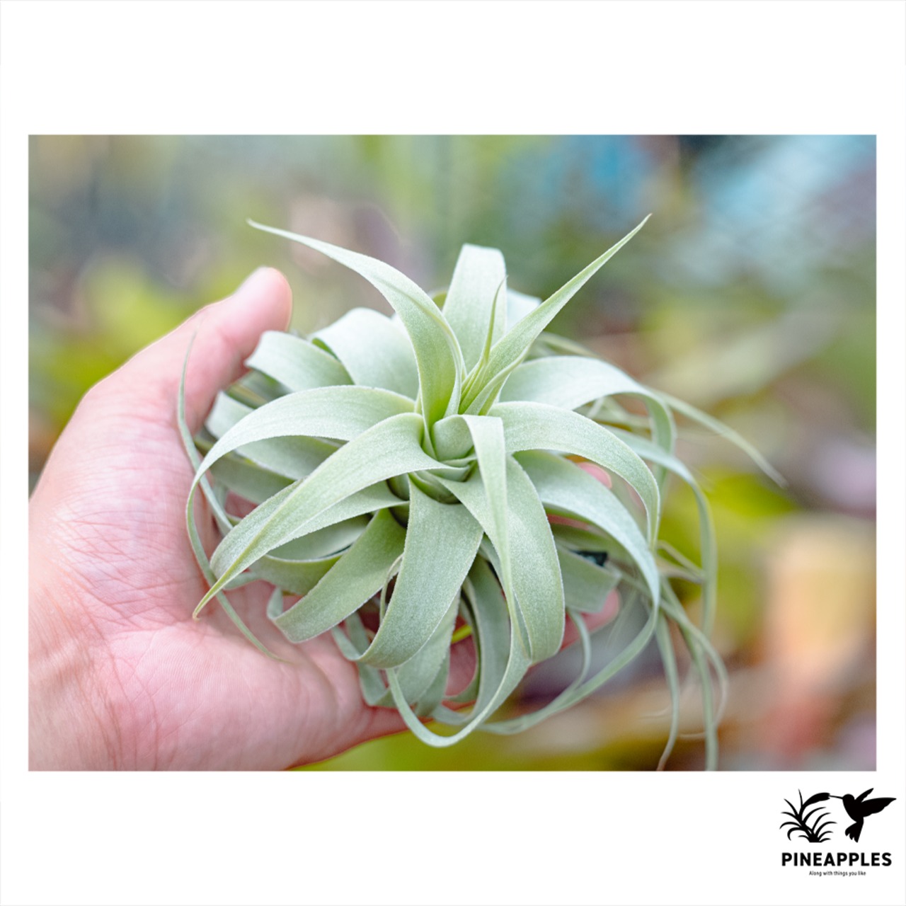 Tillandsia cacticola 'Bright Leaf' - 1