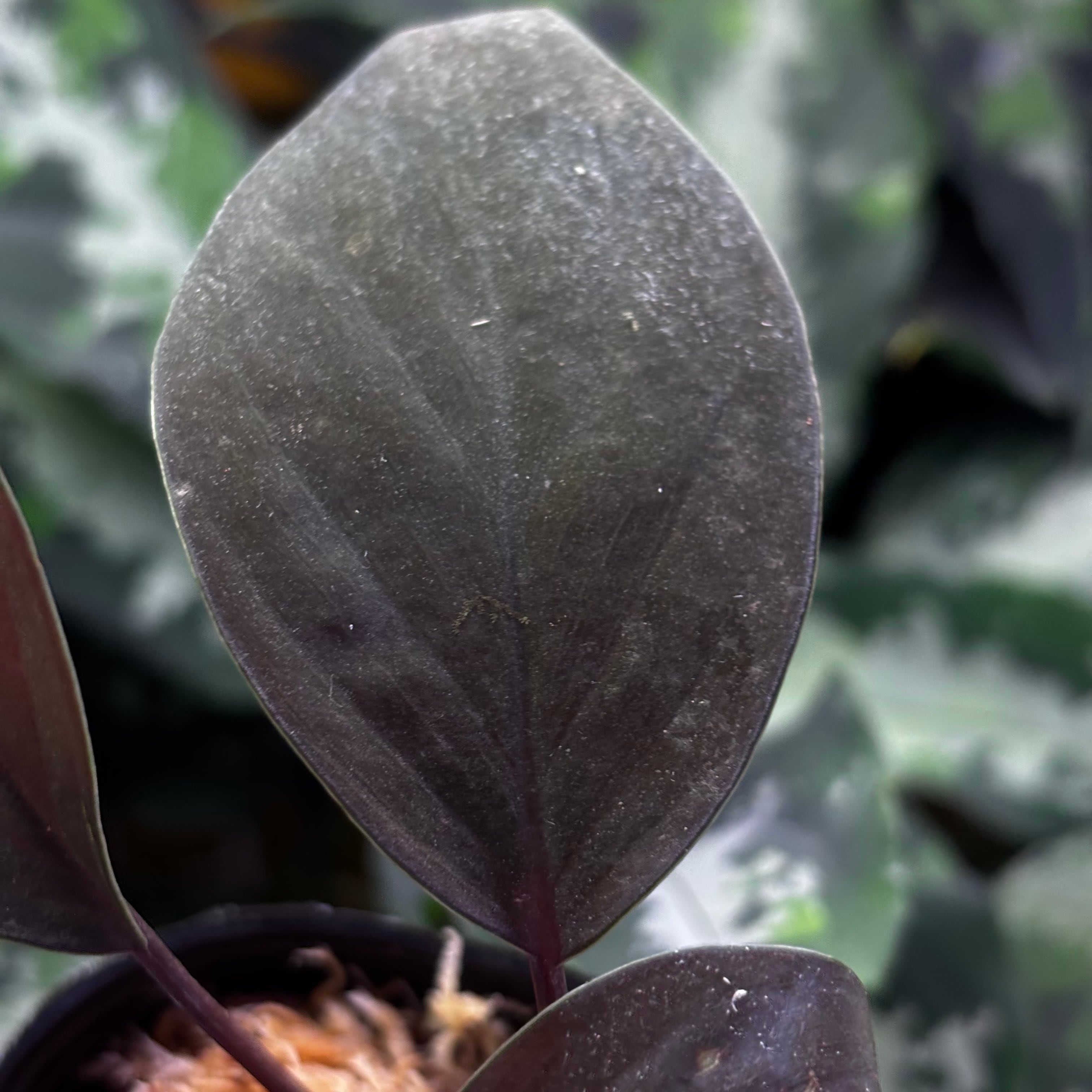 Homalomena sp. Kapuas Hulu Kalimantan Barat【ZOE0226-05i】 ②