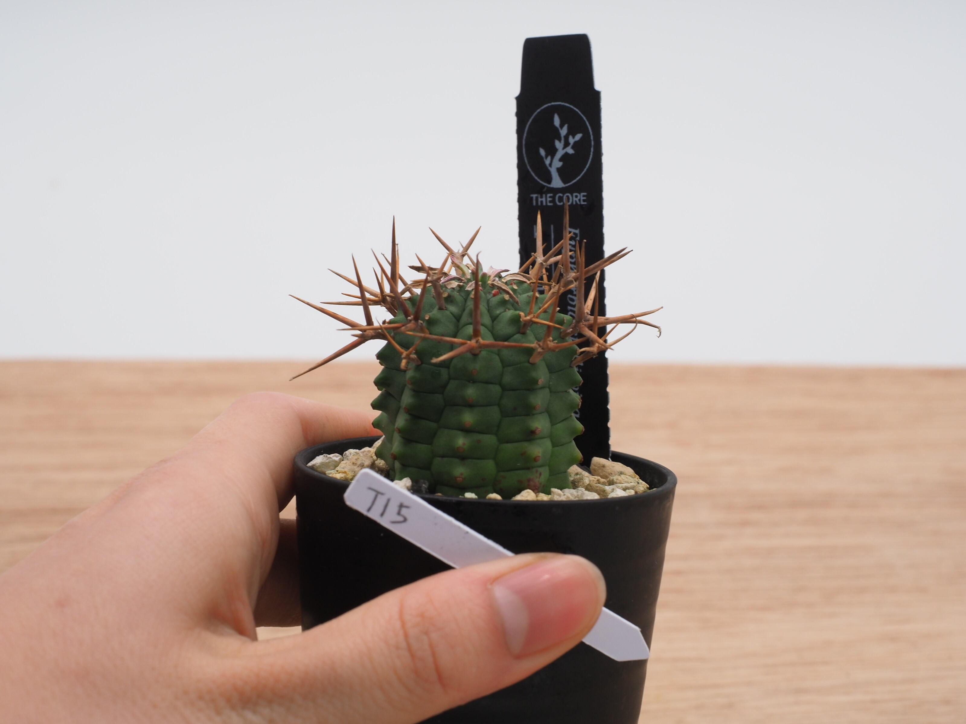 アガベ チタノタ ビッグスパイン | THE CORE