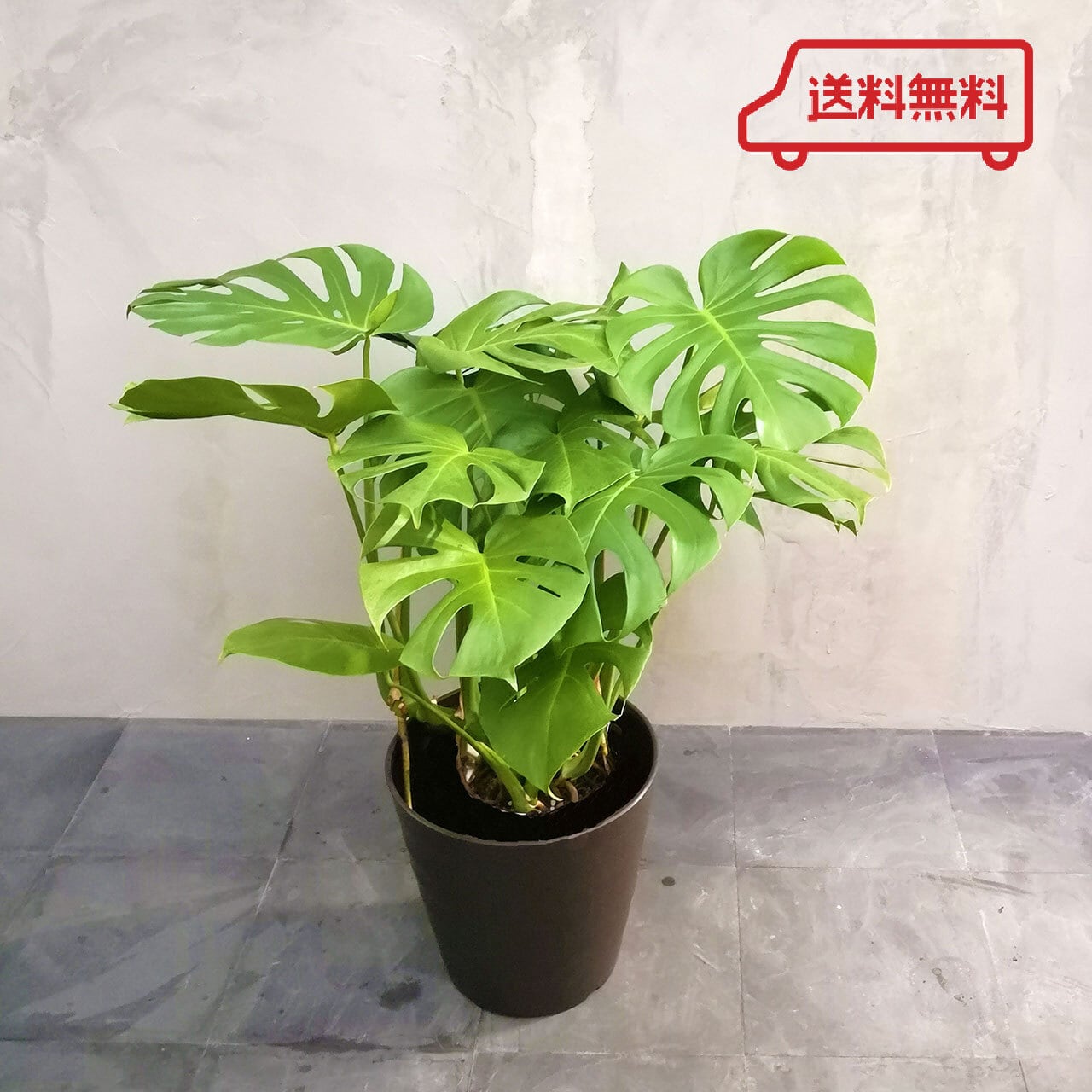 モンステラ | and leaf | アンドリーフ | 観葉植物 | 大阪市 モンステラ | and leaf | アンドリーフ | 観葉植物 | 大阪市