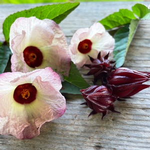 Hibiscus Roselleの種