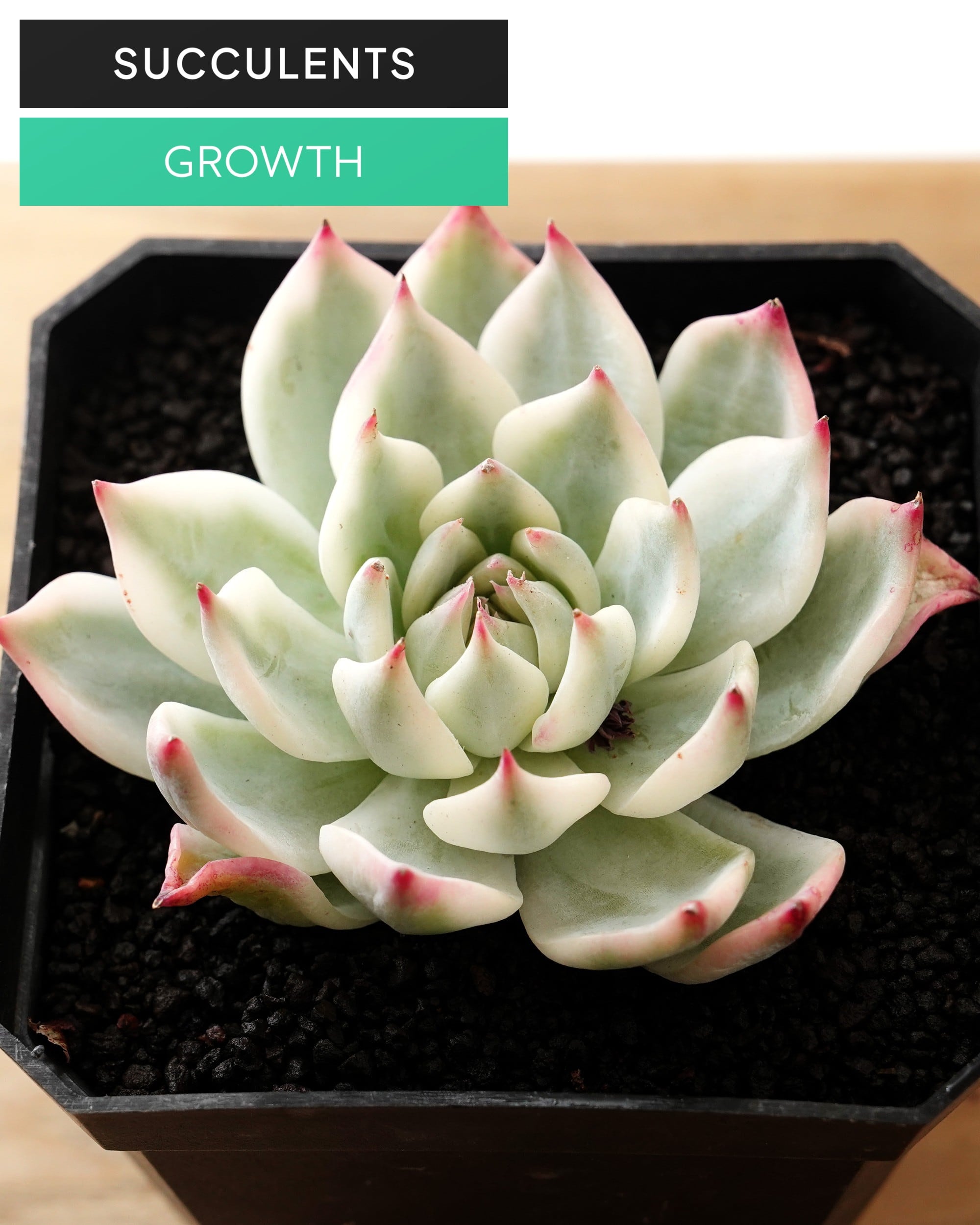 SUCCULENTS トレンド | PUKUBOOK SUCCULENTS