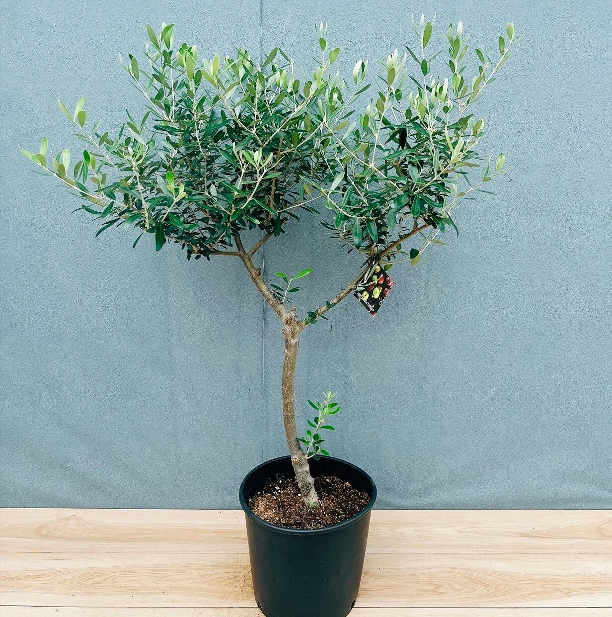 現品］14番 創樹 オリーブ ネバディロブランコ 8号 観葉植物 大型 屋外