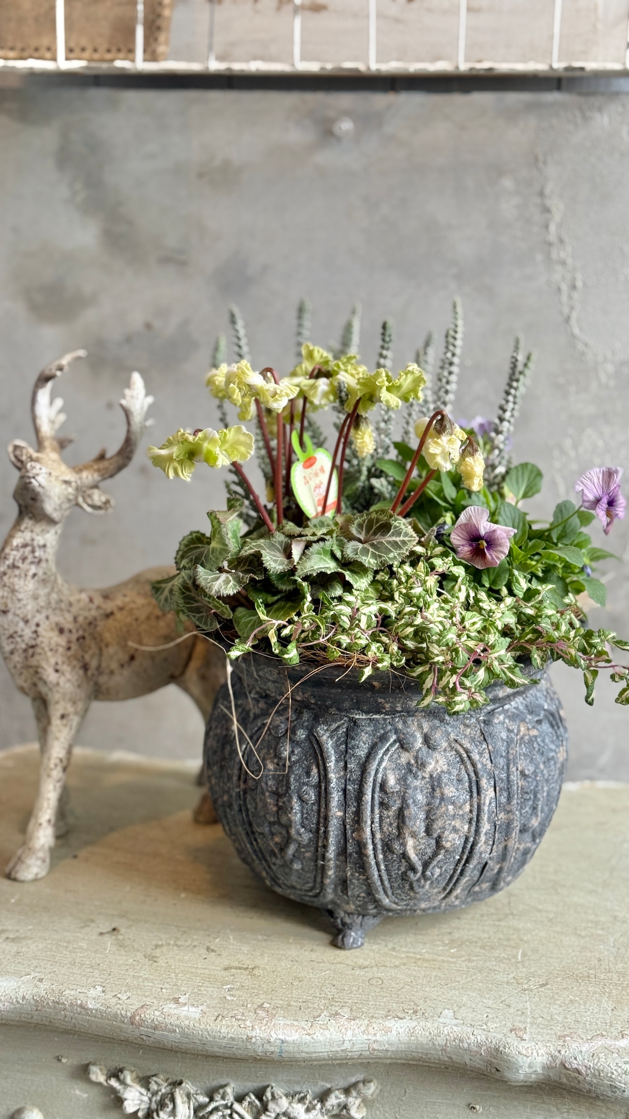 Hさまオーダー寄せ植え：シクラメン　森の妖精　グリーンとホワイト　の寄せ植え