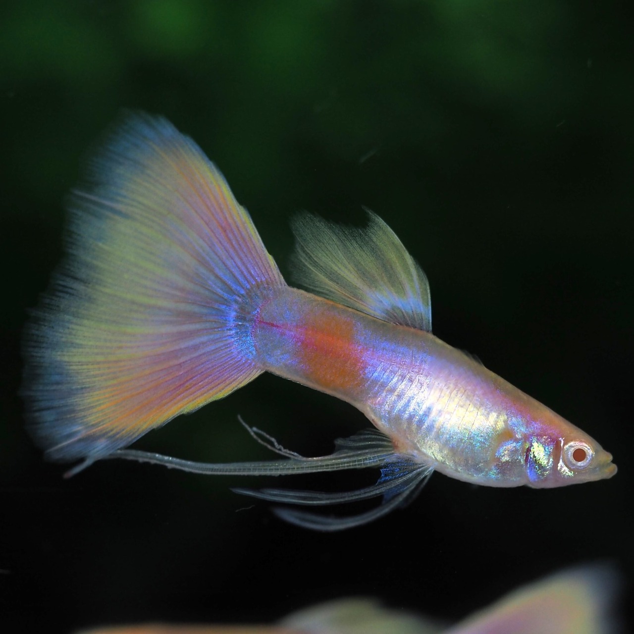 RREAモスコーピンクリボン 若魚1カルテット＋おまけ1ペア＋リボンオス1匹