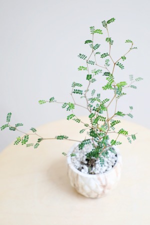 【S】ソフォラ リトルベイビー/Sophora prostrata Little Baby