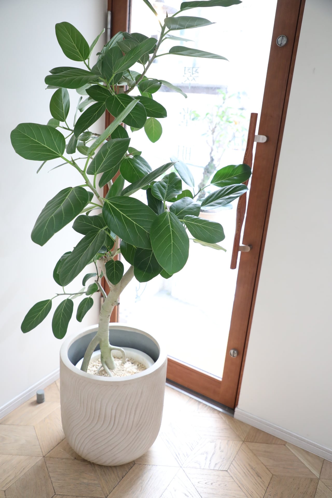 L/165cm】フィカス ベンガレンシス/Ficus benghalensis ※陶器鉢カバー