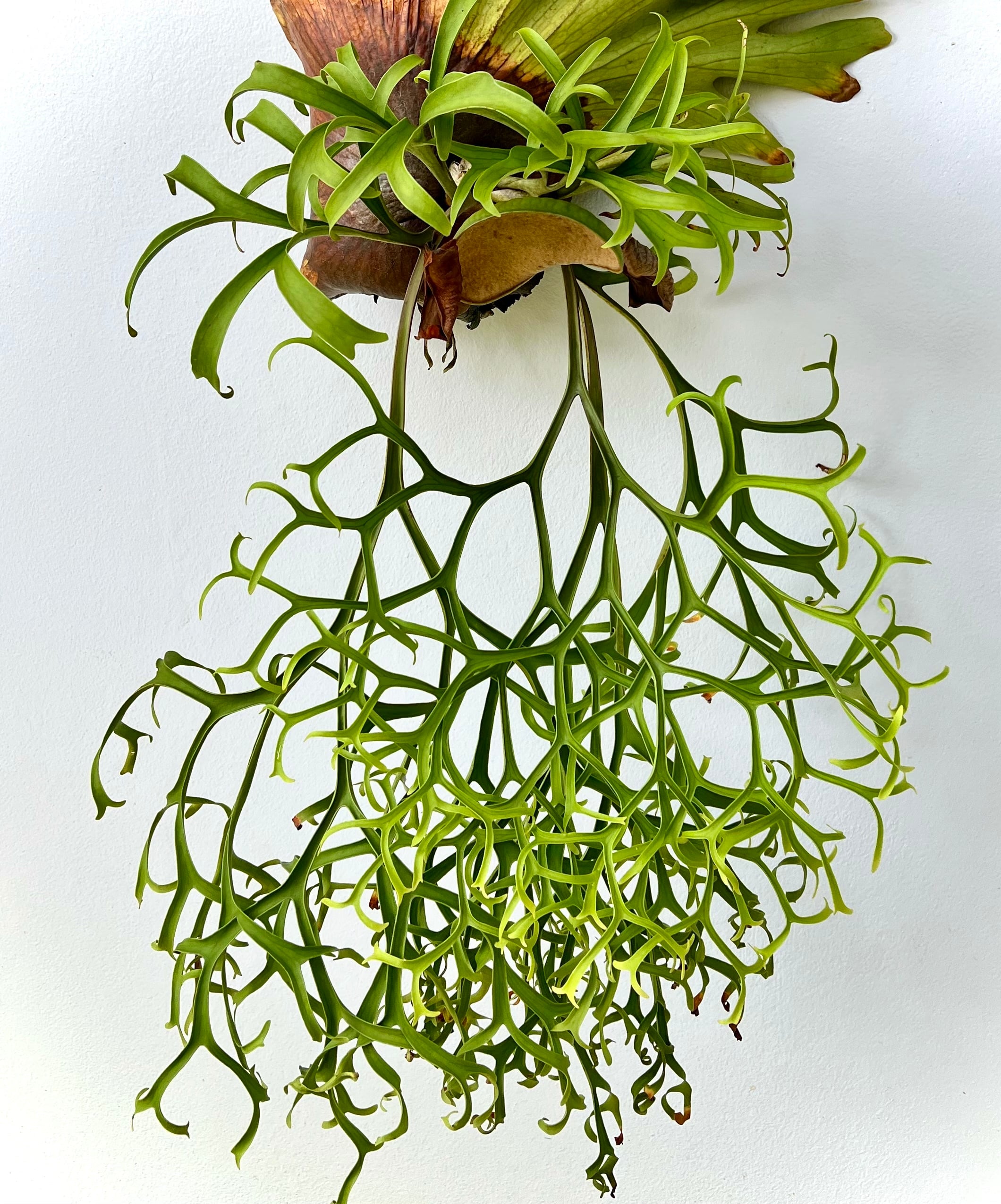 c) P. willinckii 'Frosty Maiden' spore grown ②ビカクシダ