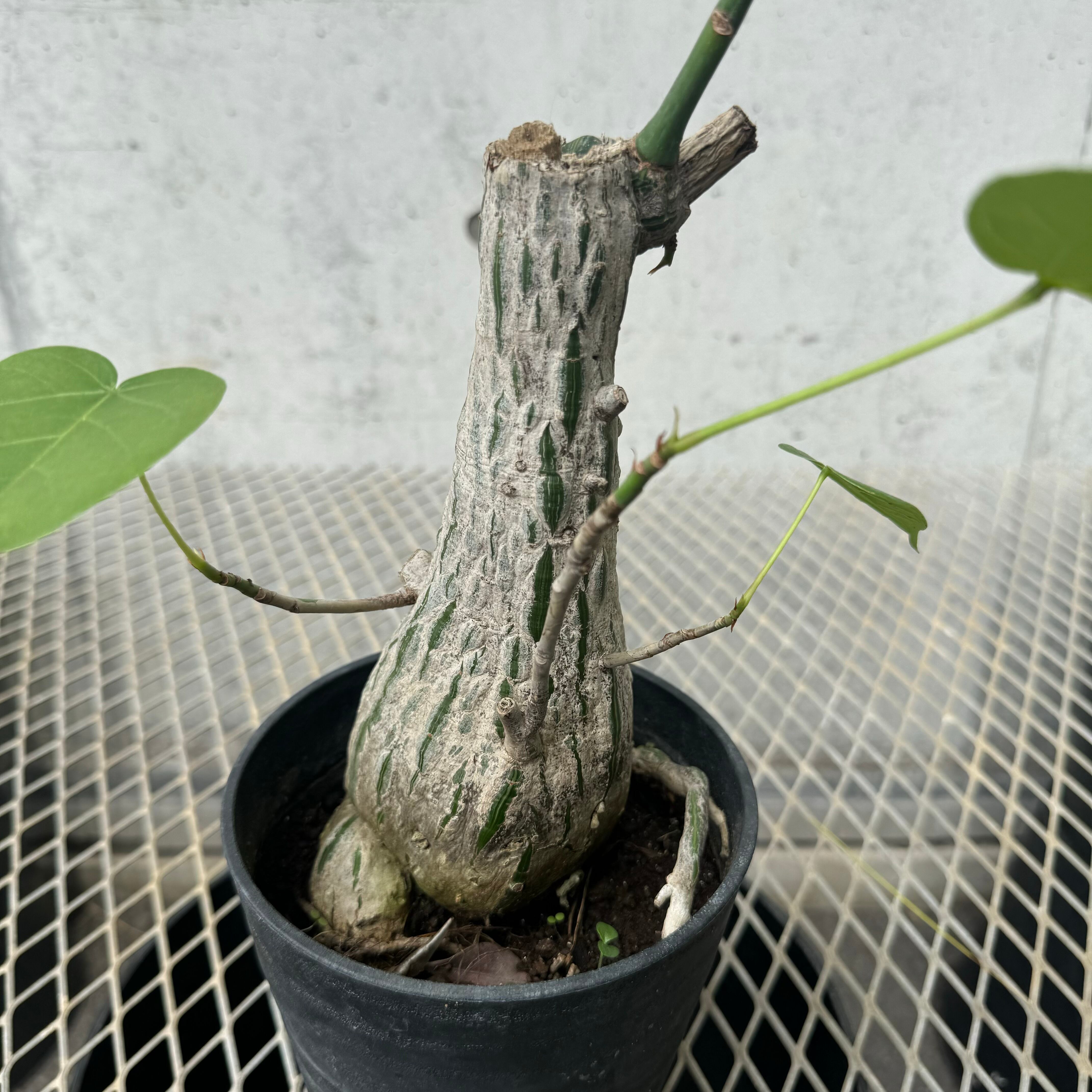 ボンバックス　美株 004 ボンバックス 5寸 | bigforest