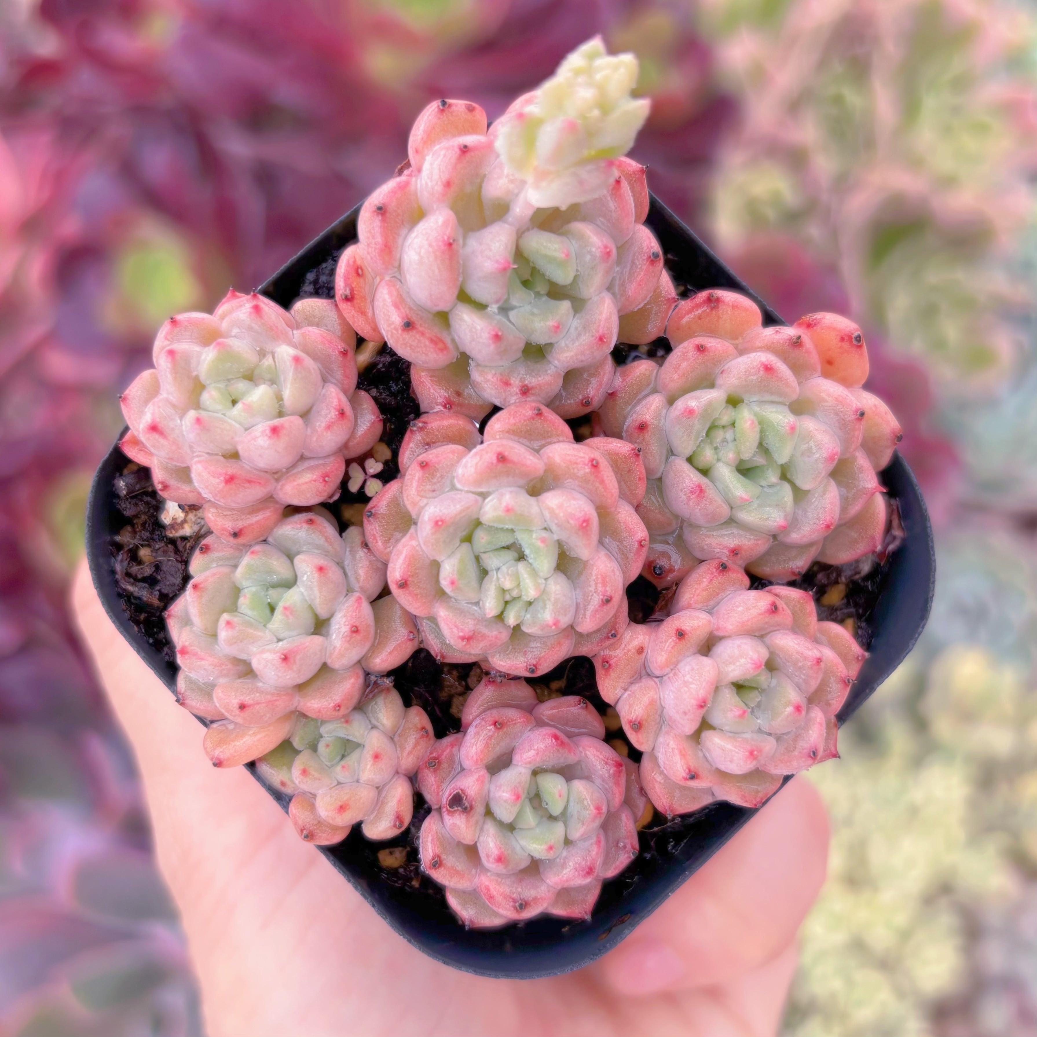 現品　スノーピーチ#F097　るる農園