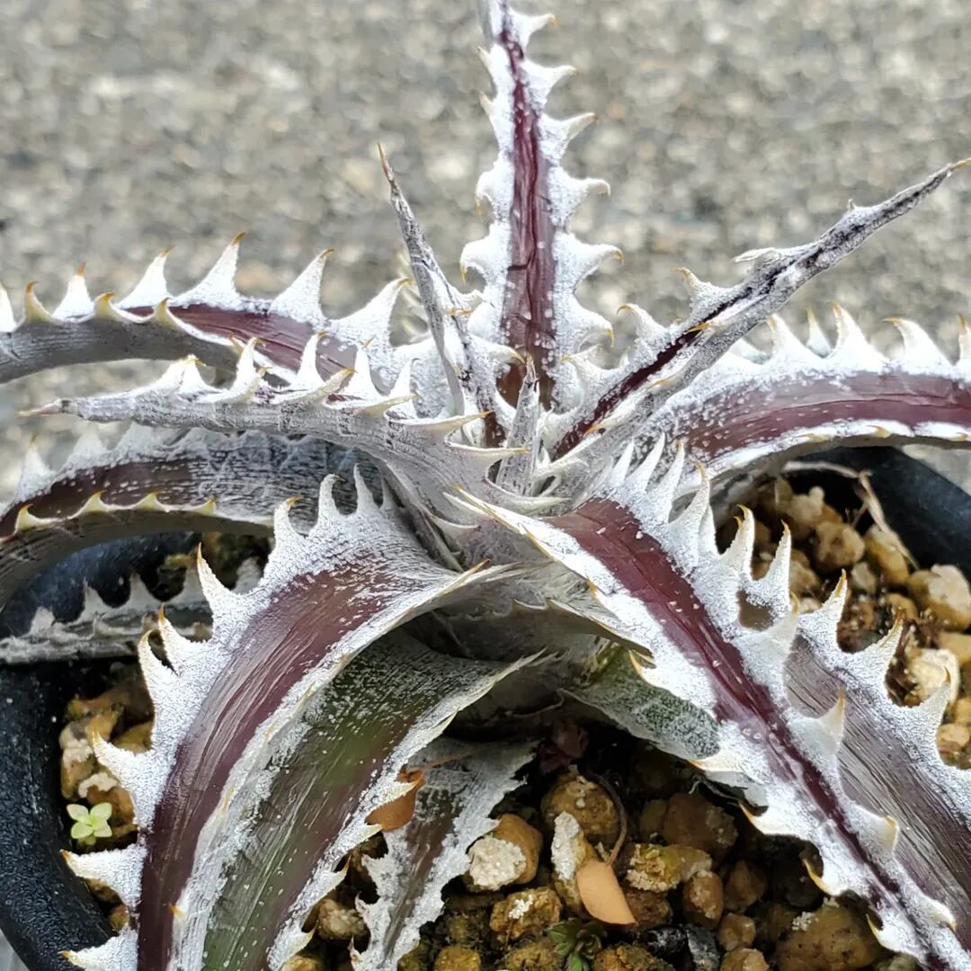 F00462_【SF02】Dyckia 'Samurai' x 'Fat Boy' (Otto Hybrid