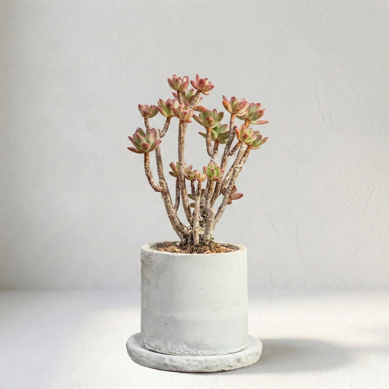 初心者さんにもおすすめ！可愛いエケベリア ミニベルと手作りモルタル鉢のセット｜届いてすぐ飾れる鉢植え【虫発生抑制】（全国一律送料850円）