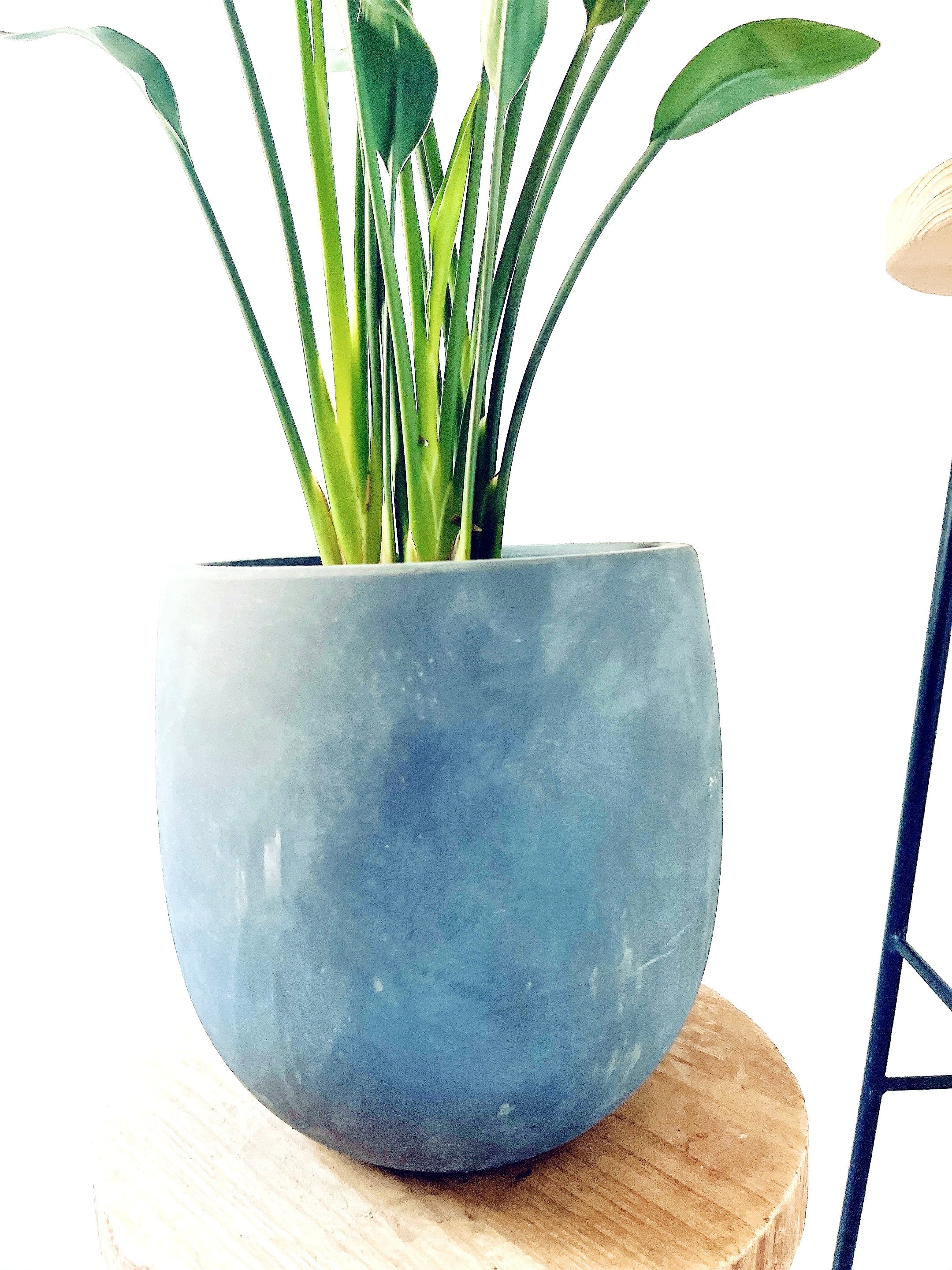 【SALE】ストレリチア ノンリーフ 希少 陶器鉢 ◎すぐ飾れる 観葉植物 ストレリチア ノンリーフ ユンケア 希少 陶器鉢 ◎すぐ飾れる | calm