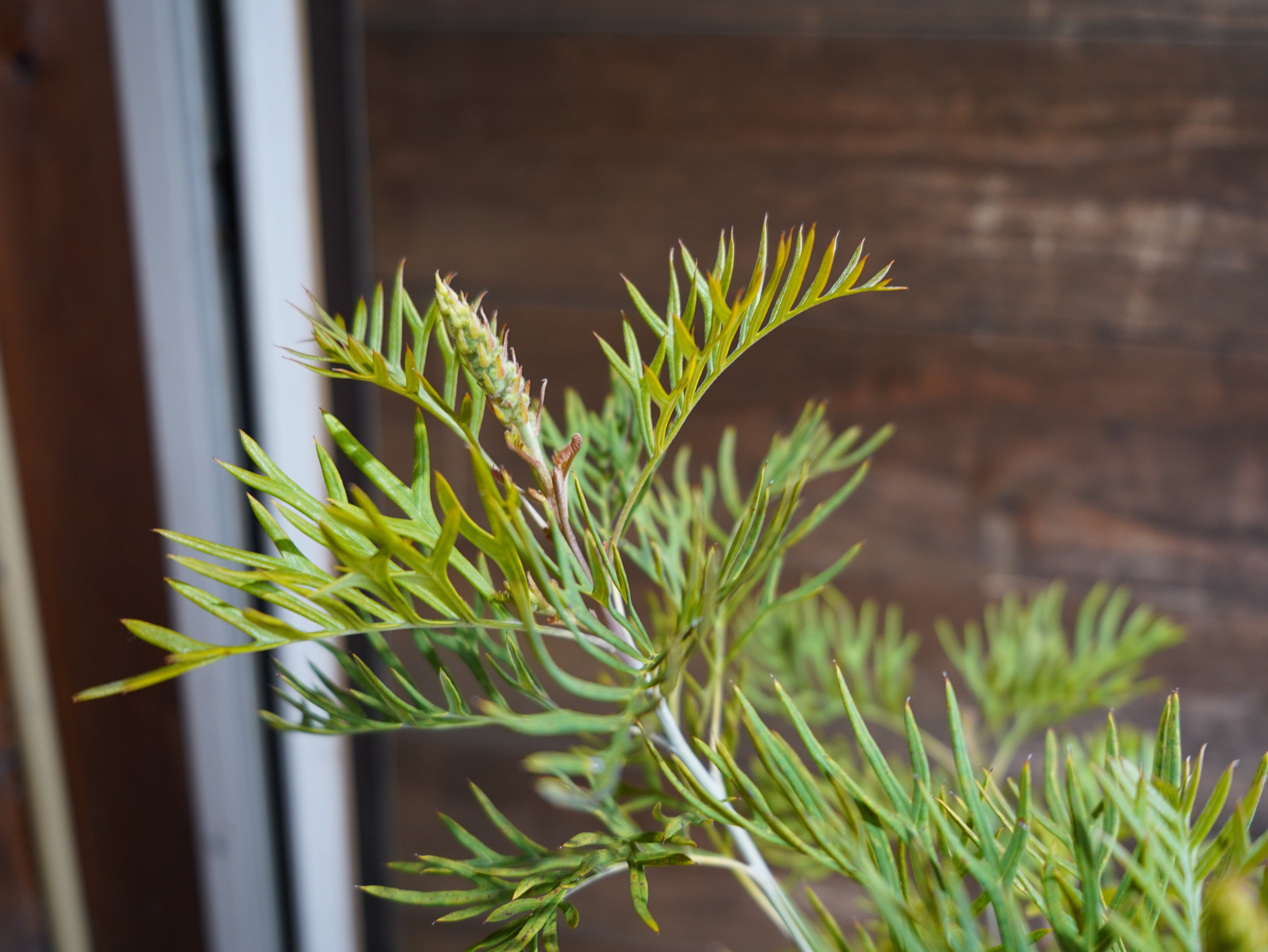 【現物】グレビレア　”ピーチアンドクリーム”　B