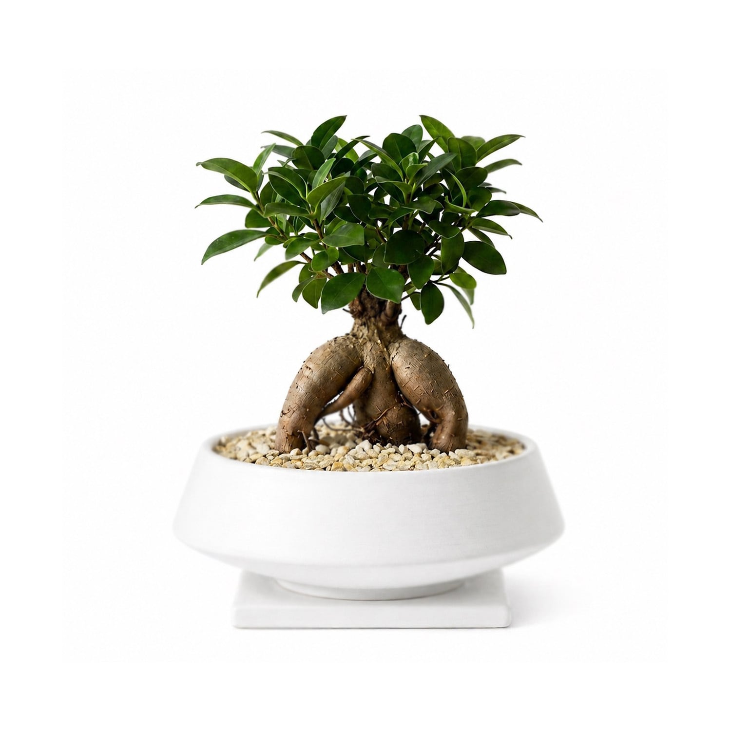 五葉松『特大』兵庫県内限定。インテリア・住まい・小物-植物/観葉植物 五葉松『特大』兵庫県内限定。インテリア・住まい・小物-植物/観葉植物