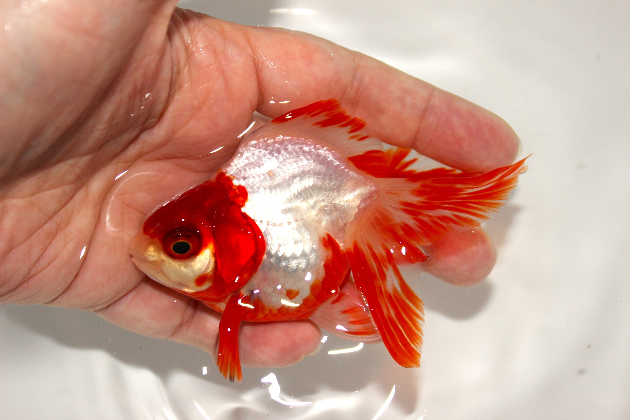 荻野養魚場産 二才 更紗琉金 ＃1220-03 | 金魚専門店 和の美