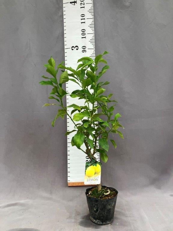 マイヤーレモン【2年生接ぎ木苗】 | 日本ライン花木センター