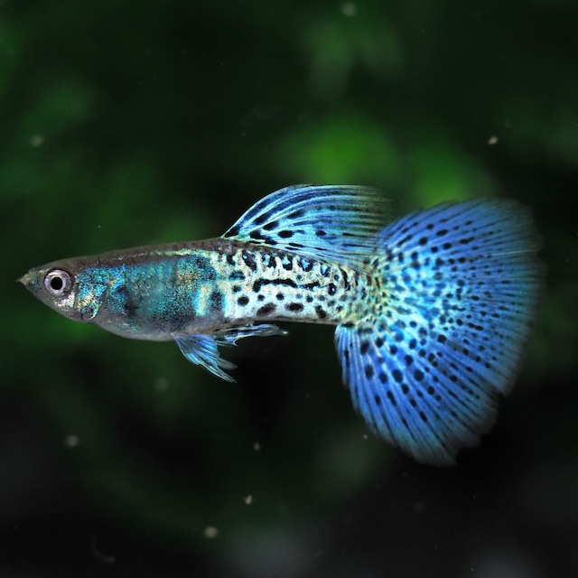 上物メタルシルバーブルーレースビッグドーサル　若魚1ペア＋おまけオス1匹