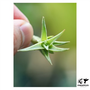 Tillandsia edithiae var. araucariifolia