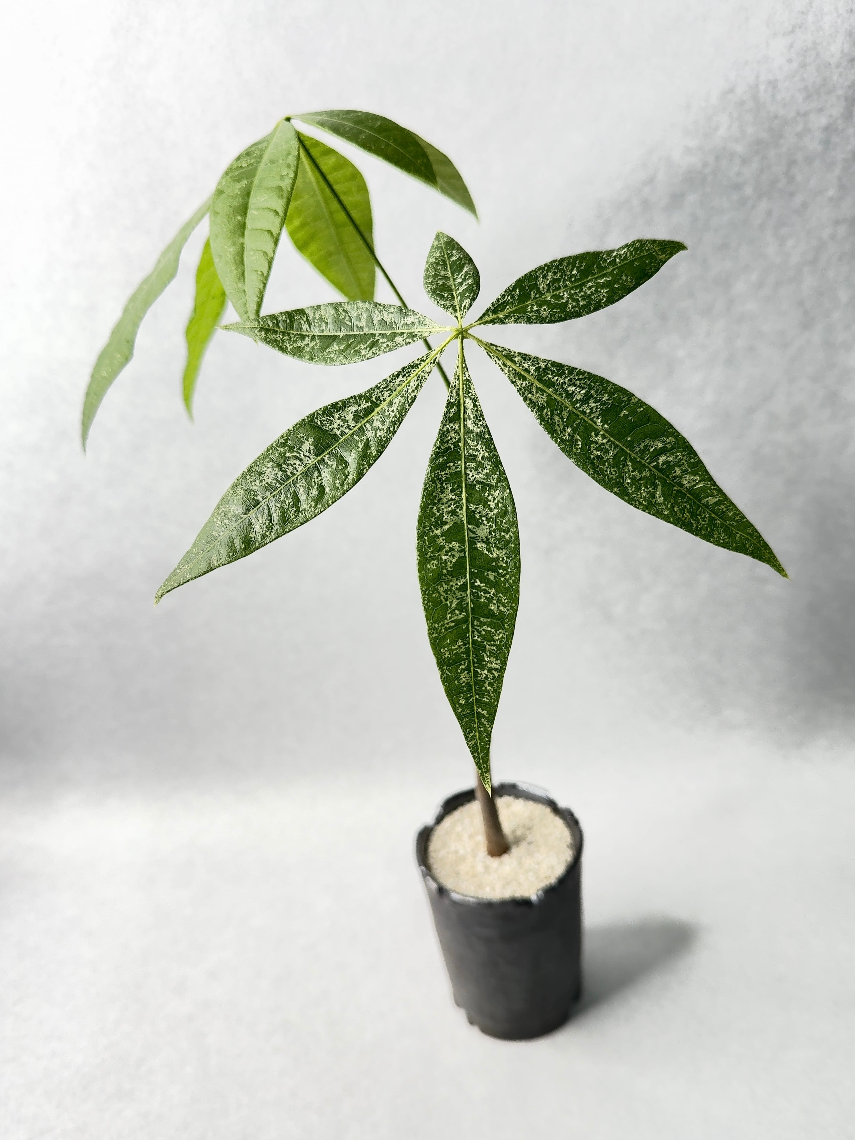 リュウビンタイ・リュウビンタイ | trigger