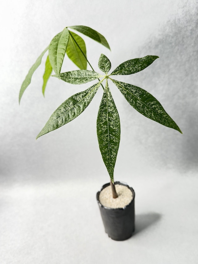 パキラ・ミルキーウェイ実生