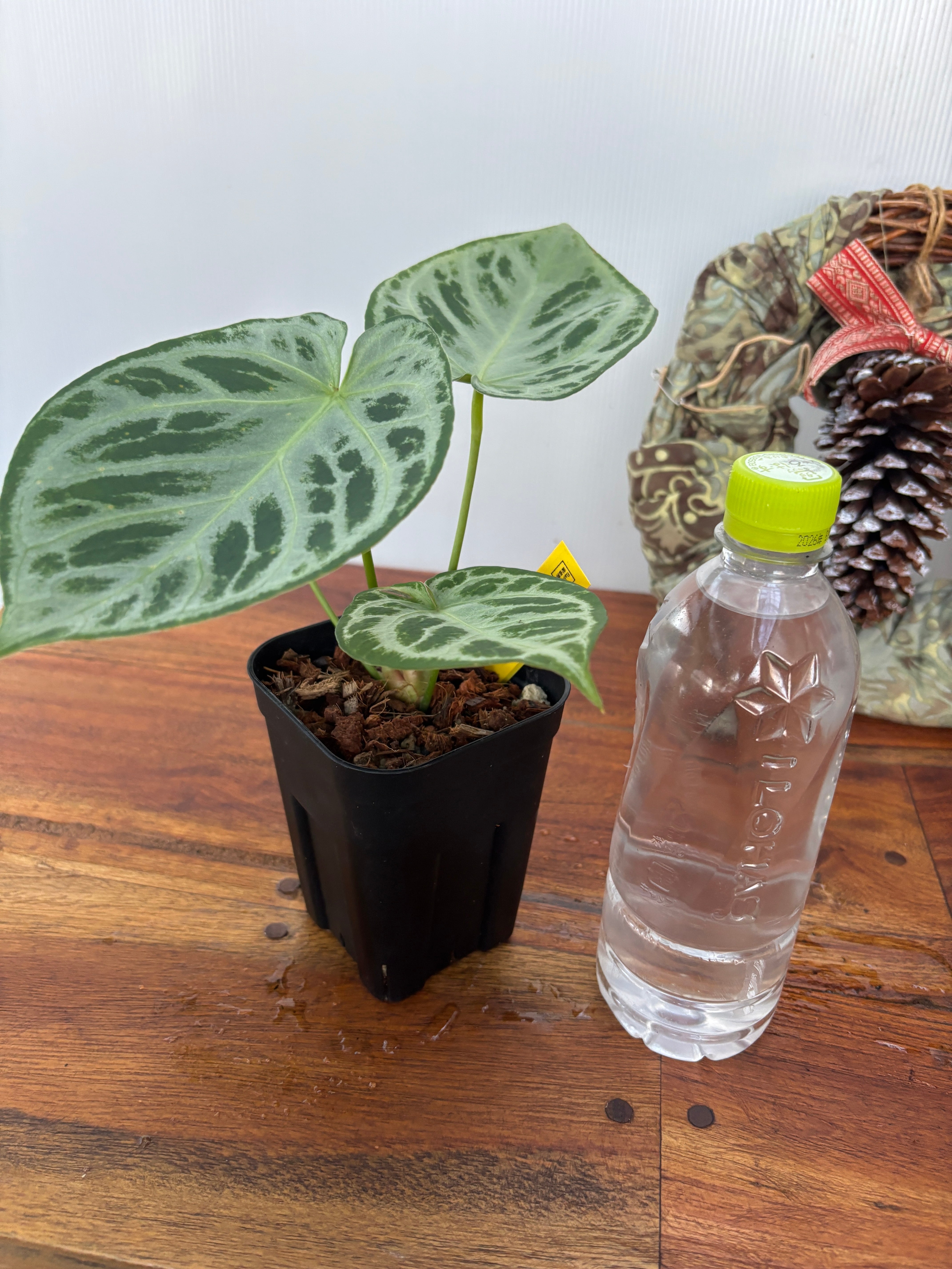 Anthurium | BA PLants