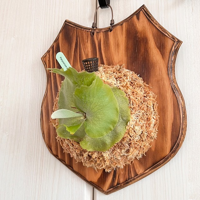 ビカクシダ ウィリンキー 板付 【観葉植物 室内 コウモリラン】