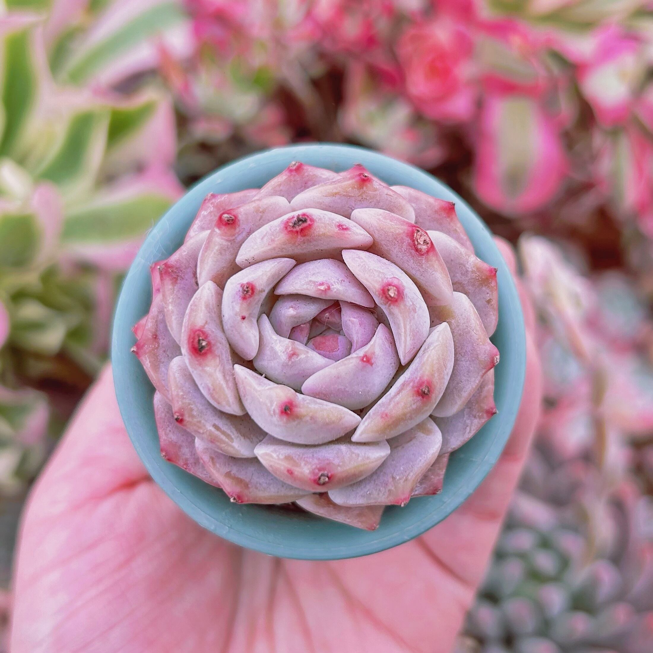 多肉植物　 Echeveria   新品種　クロワッサン　