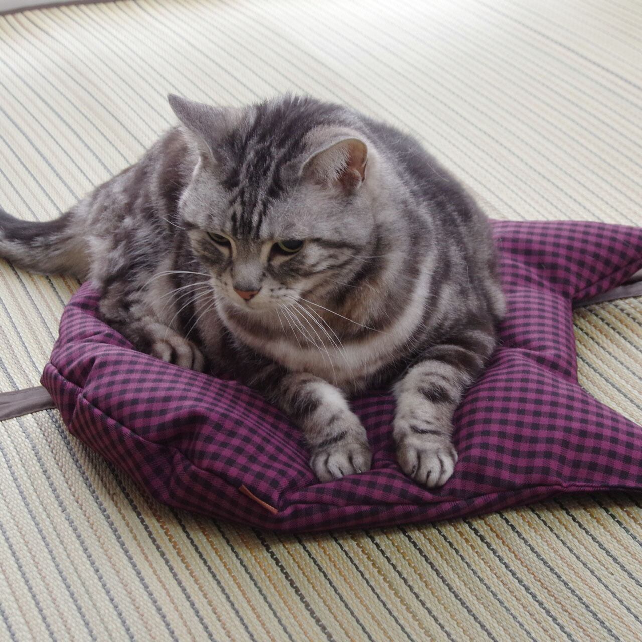 猫のしあわせ座布団【全5色】｜水をはじく羽毛のネコクッション