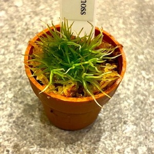 モンスターピローモス