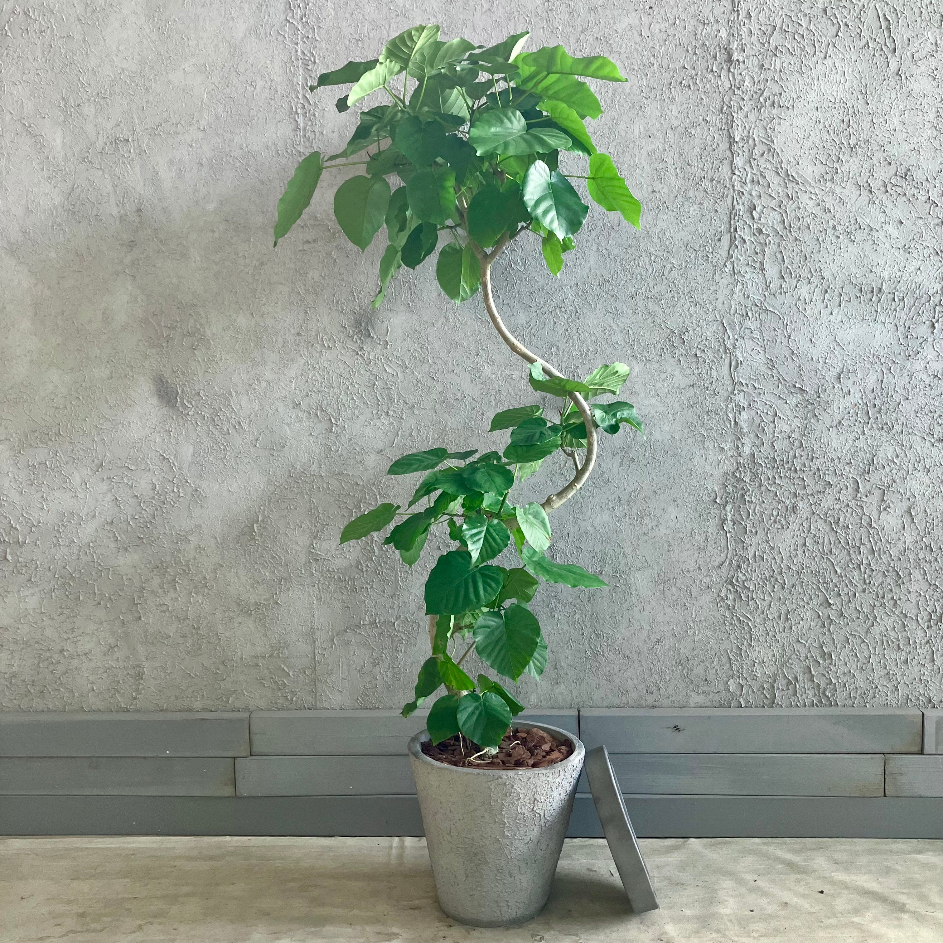 フィカス ウンベラータ 美樹形 紛らわし 実生株 インテリア 観葉植物 
