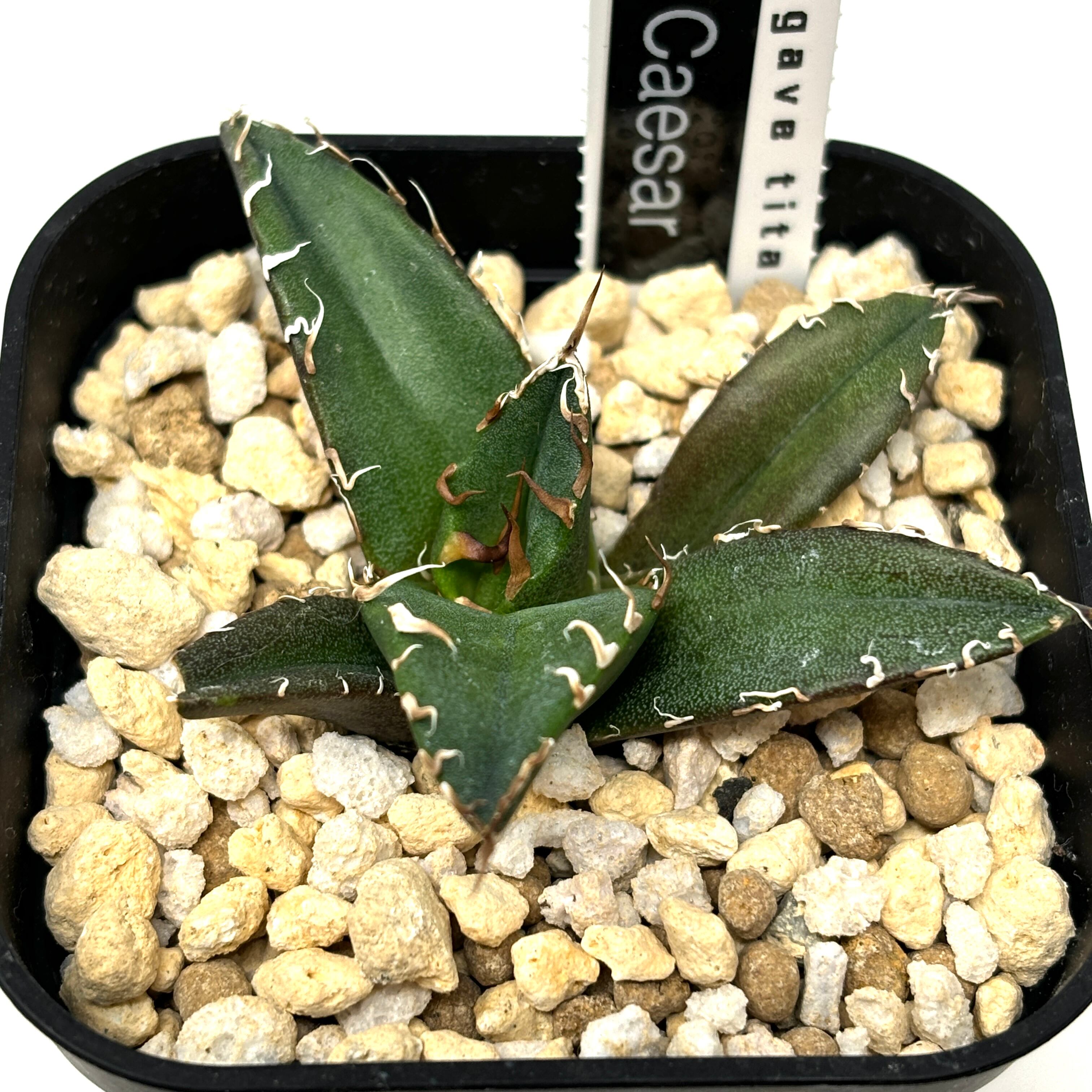 アガベ チタノタ シーザー 親株 子株付き アガベ チタノタ シーザー 大