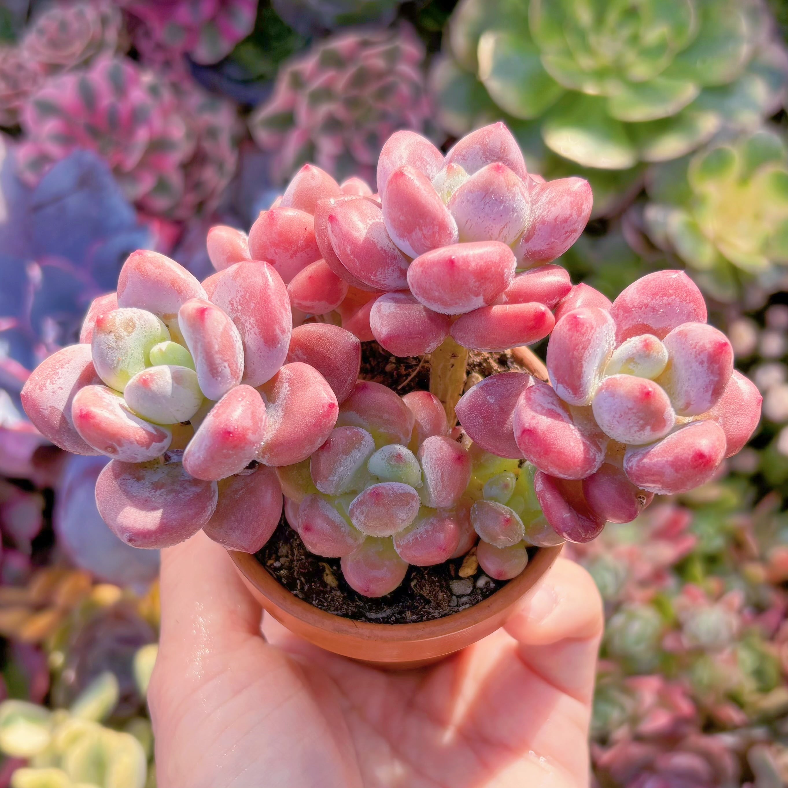 現品　桜花マカロン#550　群生　在庫僅少　るる農園